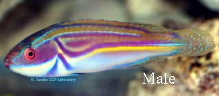  Cirrhilabrus laboutei (Laboute's Fairy Wrasse)